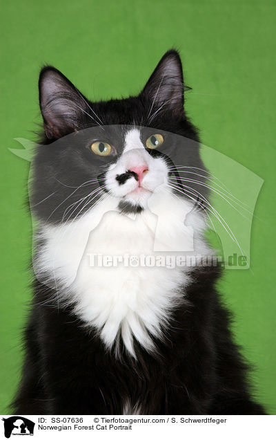 Norwegian Forest Cat Portrait / SS-07636