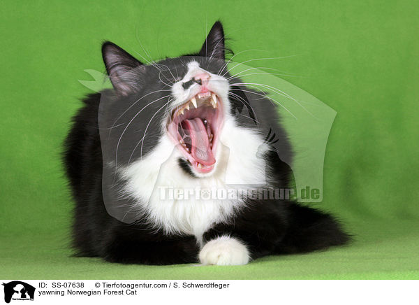 yawning Norwegian Forest Cat / SS-07638