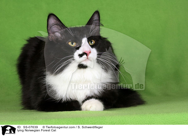 liegende Norwegische Waldkatze / lying Norwegian Forest Cat / SS-07639