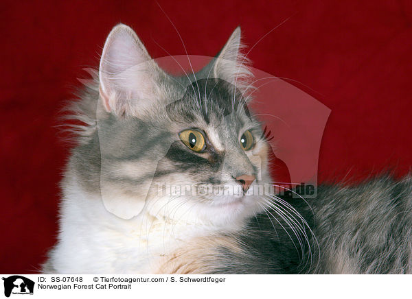 Norwegische Waldkatze Portrait / Norwegian Forest Cat Portrait / SS-07648
