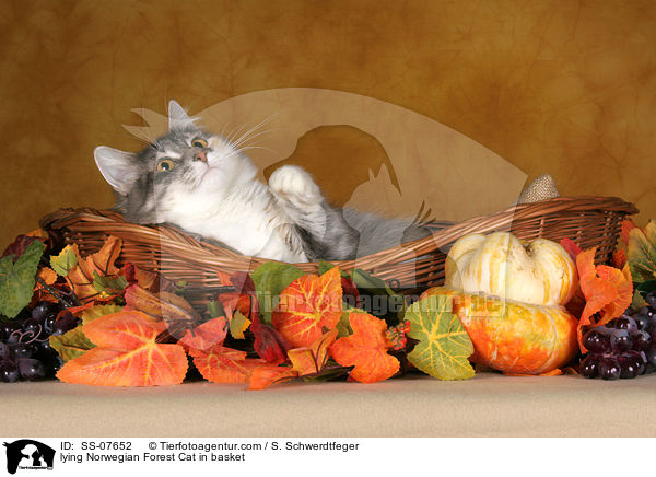 lying Norwegian Forest Cat in basket / SS-07652