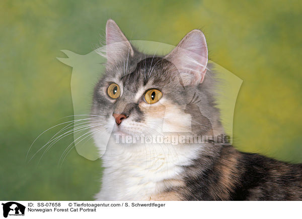 Norwegian Forest Cat Portrait / SS-07658