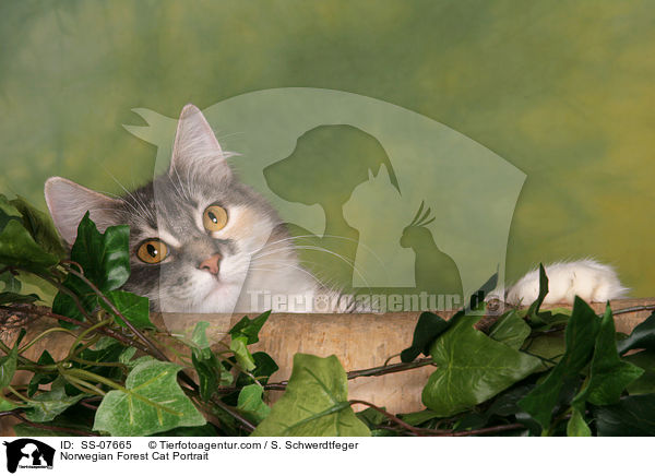 Norwegische Waldkatze Portrait / Norwegian Forest Cat Portrait / SS-07665