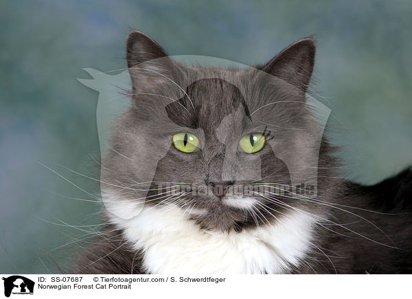 Norwegian Forest Cat Portrait / SS-07687