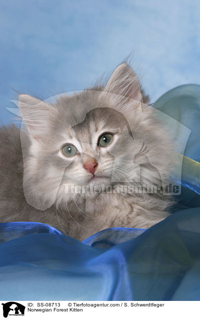 Norwegisches Waldkatze Ktzchen / Norwegian Forest Kitten / SS-08713