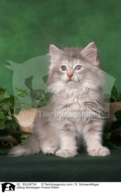 sitzendes Norwegisches Waldkatze Ktzchen / sitting Norwegian Forest Kitten / SS-08734