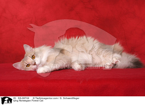 lying Norwegian Forest Cat / SS-08744