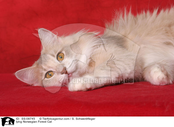 liegende Norwegische Waldkatze / lying Norwegian Forest Cat / SS-08745