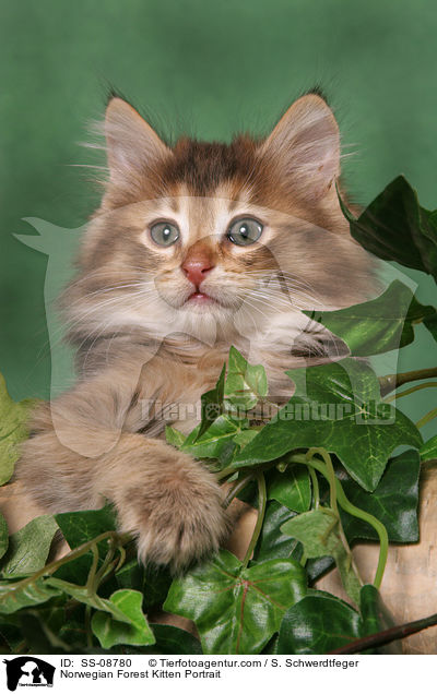 Norwegisches Waldkatze Ktzchen Portrait / Norwegian Forest Kitten Portrait / SS-08780