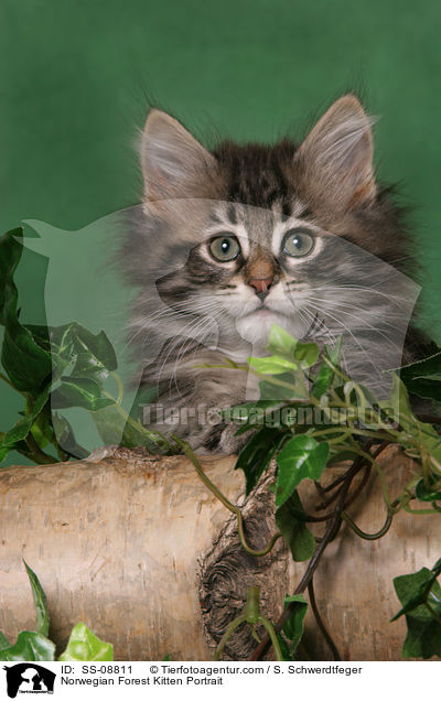 Norwegisches Waldkatze Ktzchen Portrait / Norwegian Forest Kitten Portrait / SS-08811