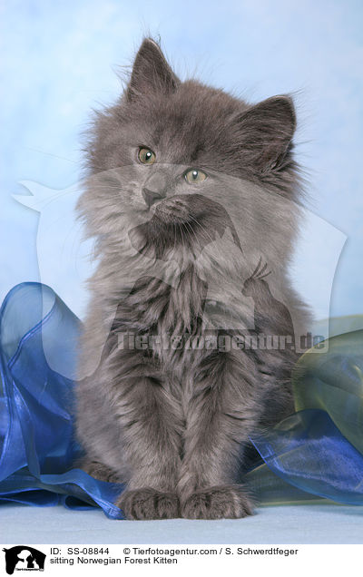 sitzendes Norwegisches Waldkatze Ktzchen / sitting Norwegian Forest Kitten / SS-08844