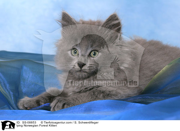 lying Norwegian Forest Kitten / SS-08853