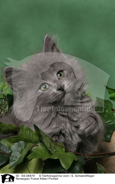Norwegian Forest Kitten Portrait / SS-08879
