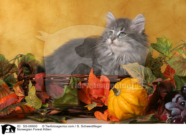 Norwegisches Waldkatze Ktzchen / Norwegian Forest Kitten / SS-08900