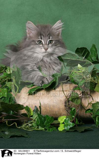 Norwegisches Waldkatze Ktzchen / Norwegian Forest Kitten / SS-08901
