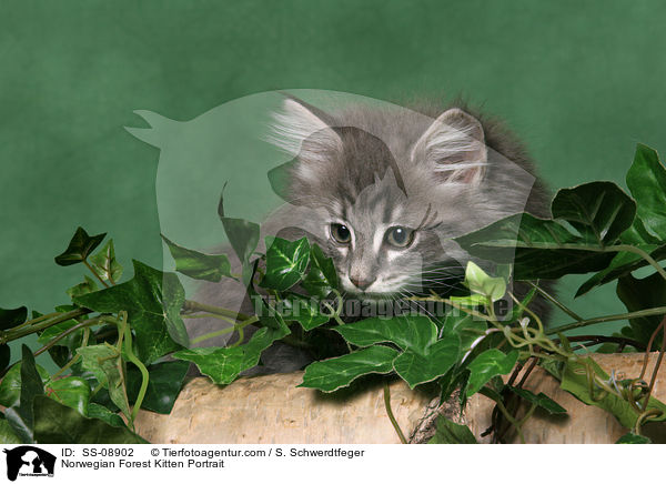 Norwegian Forest Kitten Portrait / SS-08902