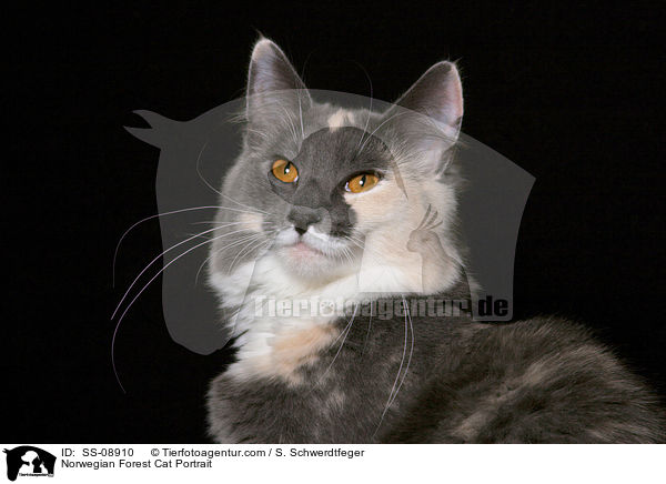 Norwegische Waldkatze Portrait / Norwegian Forest Cat Portrait / SS-08910