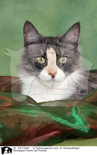 Norwegian Forest Cat Portrait / SS-10294