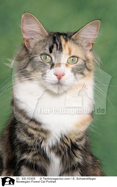 Norwegian Forest Cat Portrait / SS-10305