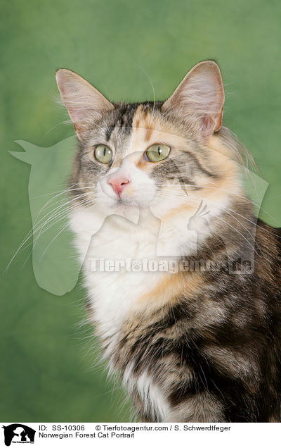 Norwegian Forest Cat Portrait / SS-10306