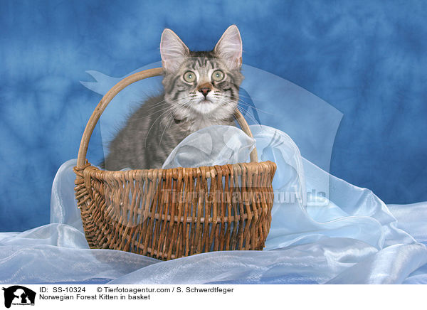 Norwegian Forest Kitten in basket / SS-10324