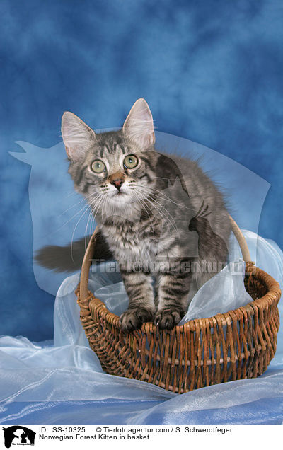 Norwegian Forest Kitten in basket / SS-10325