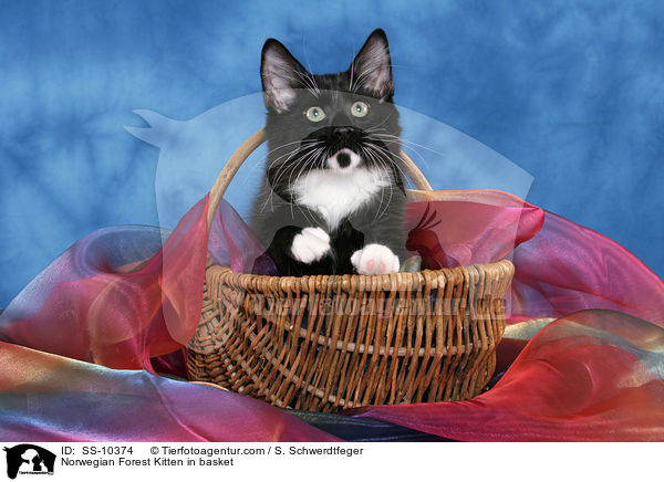 Norwegian Forest Kitten in basket / SS-10374