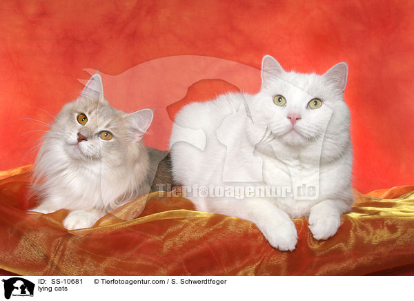 liegende Katzen / lying cats / SS-10681