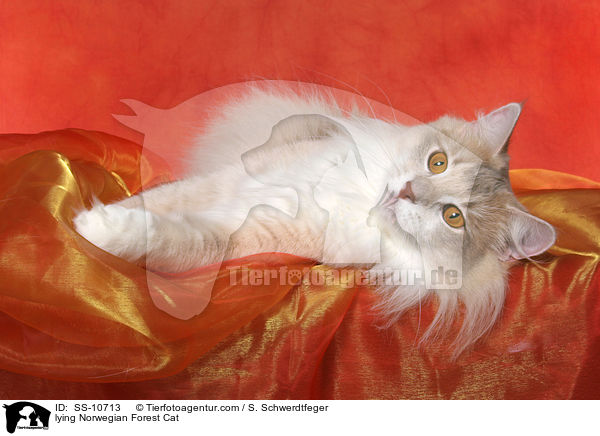 lying Norwegian Forest Cat / SS-10713