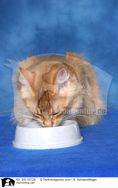 fressende Katze / munching cat / SS-10728