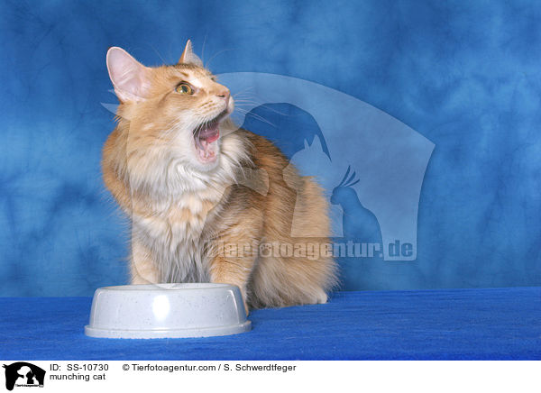 fressende Katze / munching cat / SS-10730