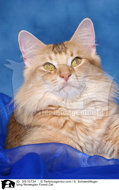 liegende Norwegische Waldkatze / lying Norwegian Forest Cat / SS-10734