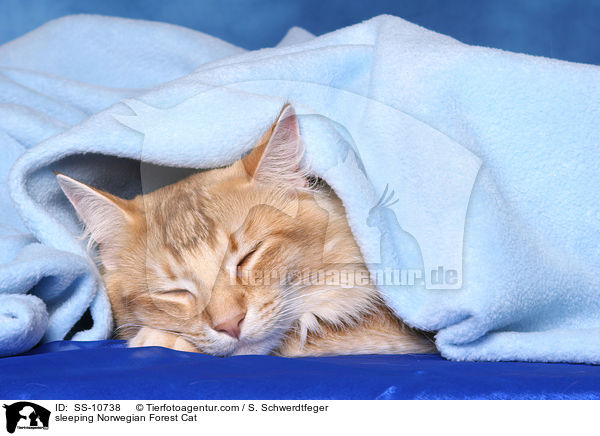 schlafende Norwegische Waldkatze / sleeping Norwegian Forest Cat / SS-10738