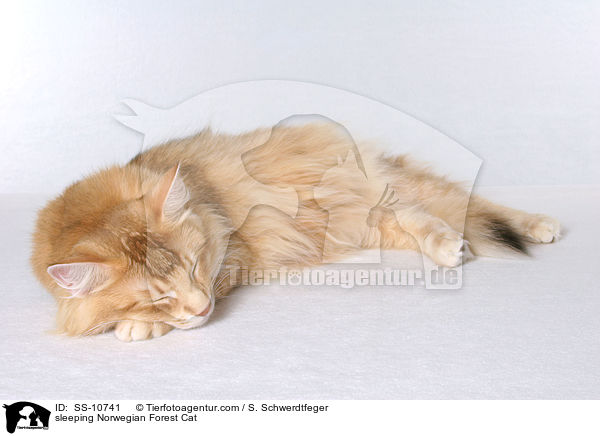 schlafende Norwegische Waldkatze / sleeping Norwegian Forest Cat / SS-10741