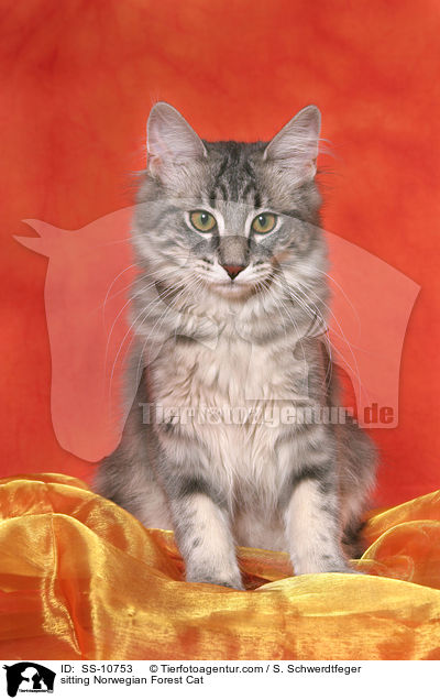 sitzende Norwegische Waldkatze / sitting Norwegian Forest Cat / SS-10753