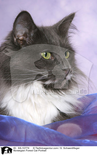Norwegische Waldkatze Portrait / Norwegian Forest Cat Portrait / SS-10774