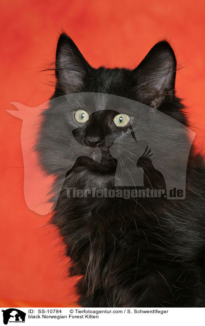 schwarzes Norwegisches Waldkatze Ktzchen / black Norwegian Forest Kitten / SS-10784