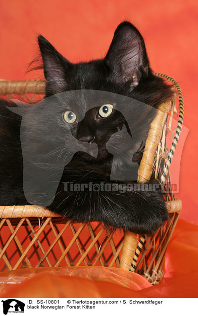 schwarzes Norwegisches Waldkatze Ktzchen / black Norwegian Forest Kitten / SS-10801