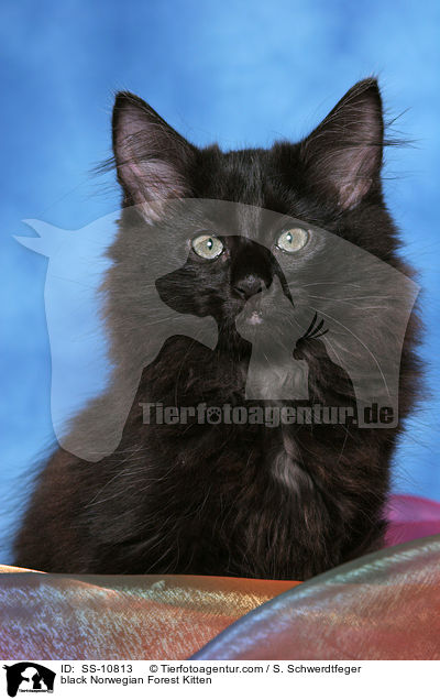 schwarzes Norwegisches Waldkatze Ktzchen / black Norwegian Forest Kitten / SS-10813
