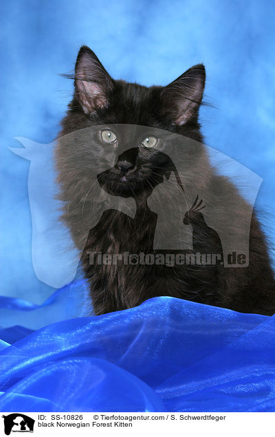 schwarzes Norwegisches Waldkatze Ktzchen / black Norwegian Forest Kitten / SS-10826