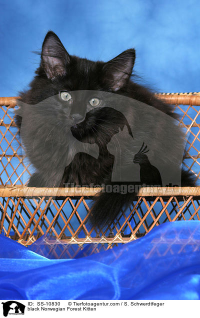 schwarzes Norwegisches Waldkatze Ktzchen / black Norwegian Forest Kitten / SS-10830