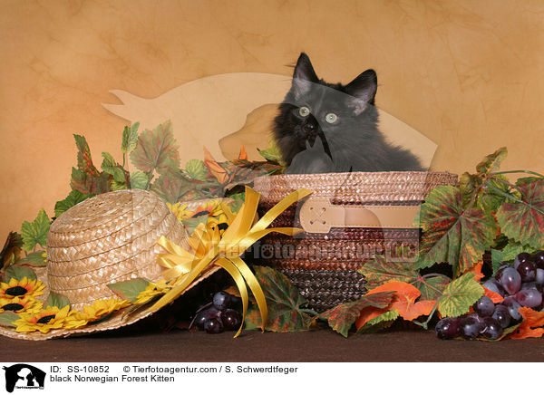 schwarzes Norwegisches Waldkatze Ktzchen / black Norwegian Forest Kitten / SS-10852
