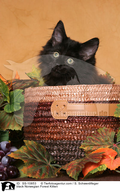 schwarzes Norwegisches Waldkatze Ktzchen / black Norwegian Forest Kitten / SS-10853