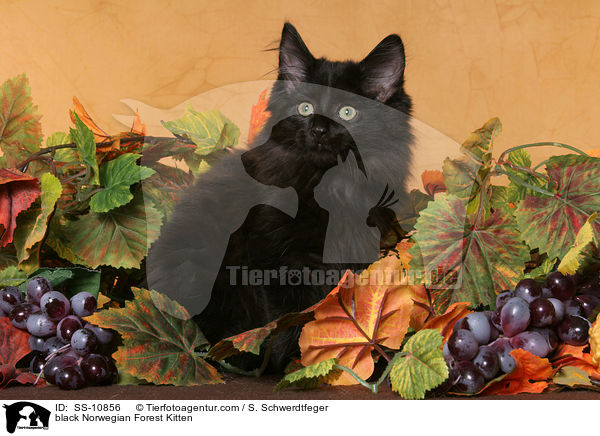 schwarzes Norwegisches Waldkatze Ktzchen / black Norwegian Forest Kitten / SS-10856
