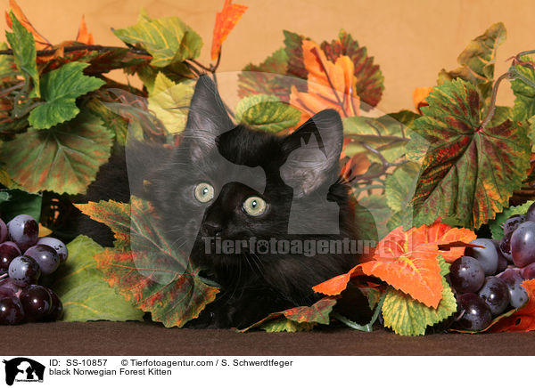 schwarzes Norwegisches Waldkatze Ktzchen / black Norwegian Forest Kitten / SS-10857