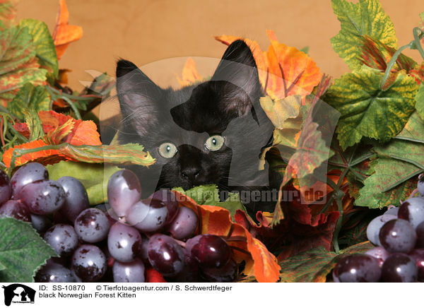 schwarzes Norwegisches Waldkatze Ktzchen / black Norwegian Forest Kitten / SS-10870