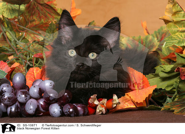 schwarzes Norwegisches Waldkatze Ktzchen / black Norwegian Forest Kitten / SS-10871