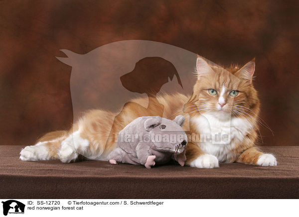 red norwegian forest cat / SS-12720