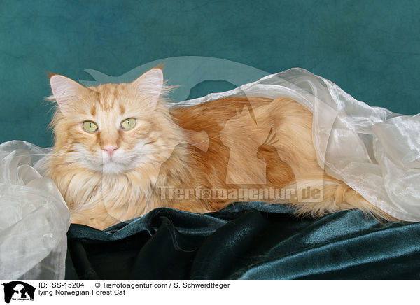 lying Norwegian Forest Cat / SS-15204