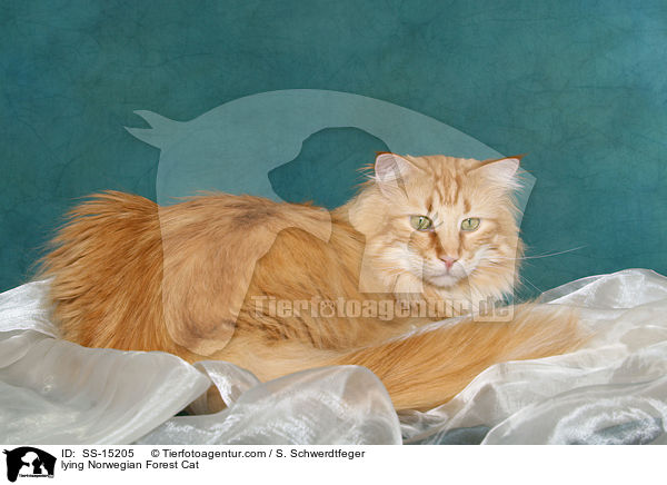lying Norwegian Forest Cat / SS-15205